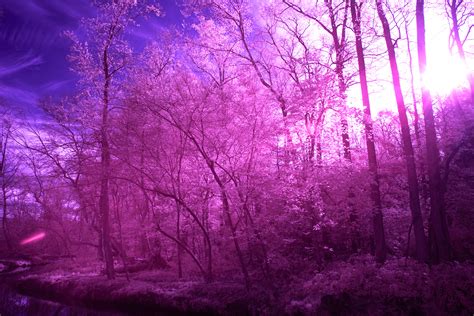 Infrared Photography on Behance