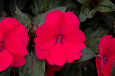 Sunpatiens Hybrida Compact Deep Rose Lucas Greenhouses