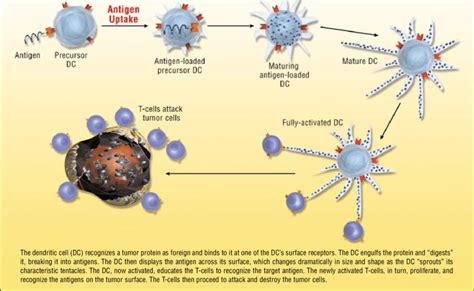 Dendritic Cell Immune System