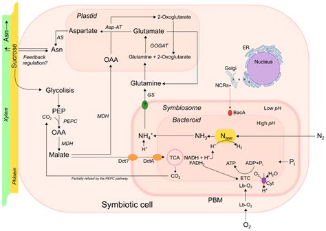 Simple Nitrogen Fixation Diagram