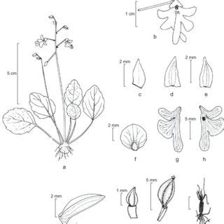 Topo Imagem Impatiens Balsamina Floral Diagram Br Thptnganamst Edu Vn