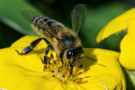 Theories of a Vegetarian Zoologist: Pollination by Animals