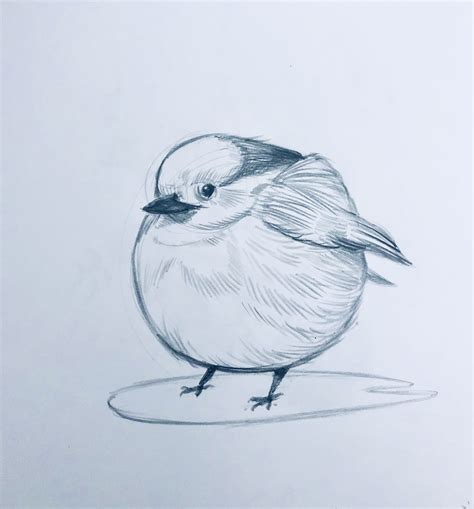 Chubby Bird Drawing