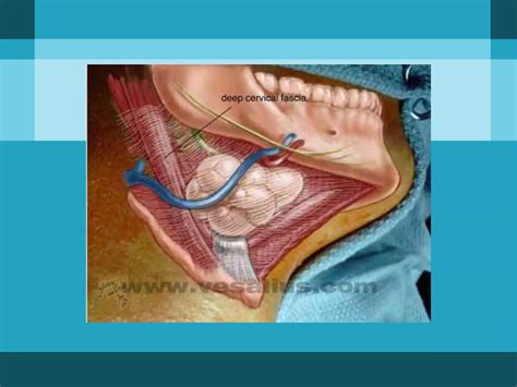 Surgical Anatomy And Approaches To Neck Ppt