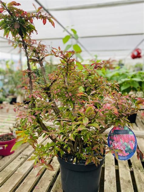 Euonymus Alatus Blade Runner Wheatley Farm Garden Centre