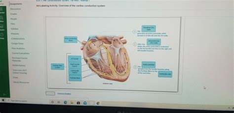 Art Labeling Activity Overview Of The Cardiac Conduction System Infant