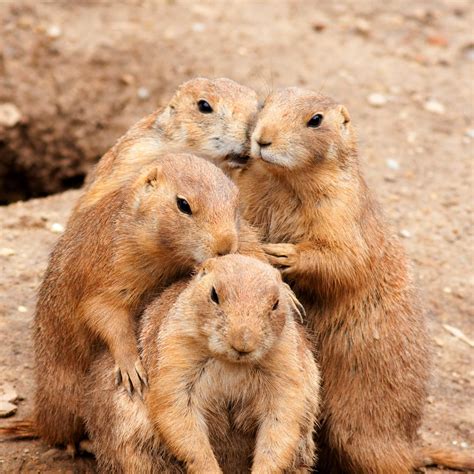 How Can We Protect Prairie Dogs
