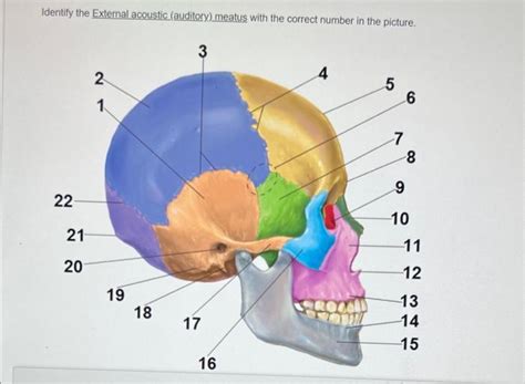 Solved Identify the External acoustic (auditory) meatus with | Chegg.com 