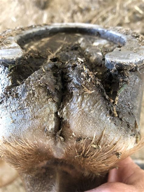 Hoof With Deep Frog Issue Silver Horse Care