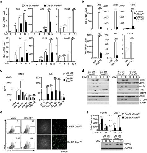 Knockout Of OTUD4 Inhibits RNA Virus Triggered Signaling In MLFs A B