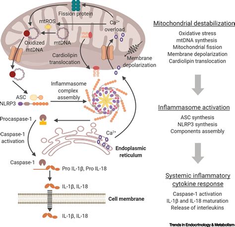 Mitochondria And T2D Role Of Autophagy ER Stress And Inflammasome