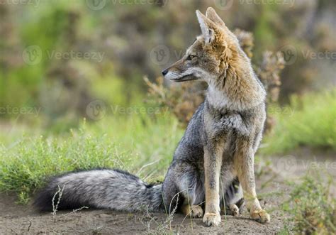 Pampas Grey fox in Pampas grass environment, La Pampa province ...