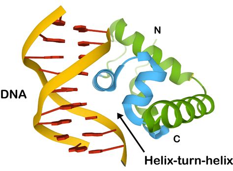 Structural Motifs Biomacromolecular Structures