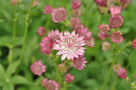 Sterndolde Roma Astrantia Major Wyss Shop