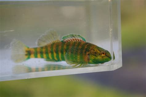 Banded Darter Fishes Of The Upper Green River Ky · Inaturalist