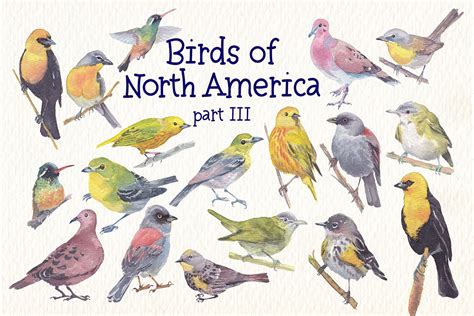 Birds Of North America Part 3 - Design Cuts