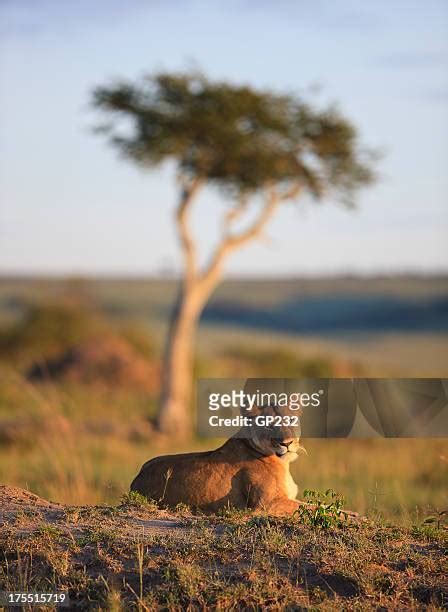 993 Sunrise Lions Stock Photos High Res Pictures And Images Getty