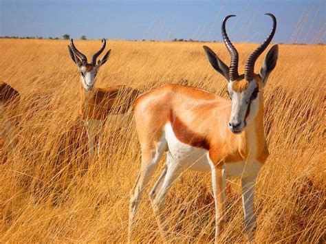 Springbok In Etosha National Park Namibia