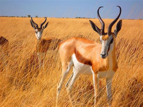 Springbok | South african animals, Africa hunting, Africa animals