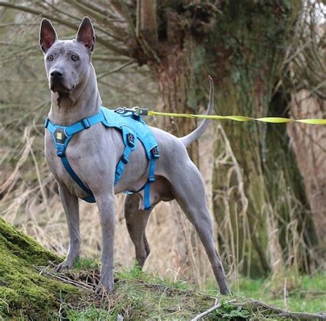 Blue Thai Ridgeback Puppy