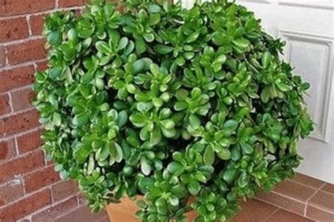 Rbol De Jade Cuidado Significado Y Belleza De La Planta De Jade