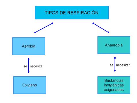 Cuadros Comparativos Entre La Respiración Anaeróbica Y Aeróbica Ejemplos Cuadro Comparativo