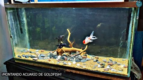 Montando Acuario De Goldfish De Litros Me Encanto Acuarioslp