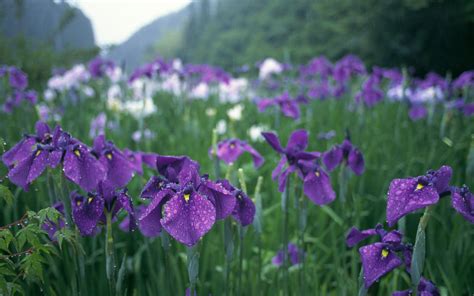 Purple Iris flower field HD wallpaper | Wallpaper Flare