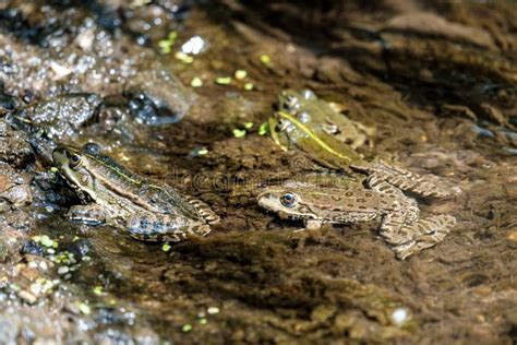 Frogs Breeding In The Swamp Stock Image - Image of lake, exotic: 92221851