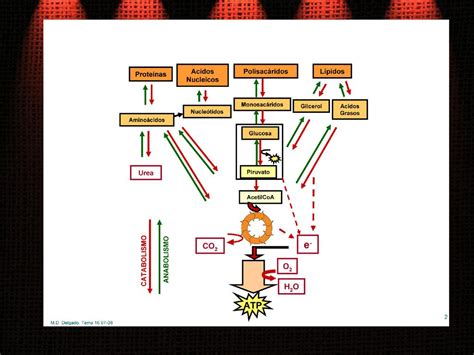 TEMA 16 METABOLISMO DE LOS GLÚCIDOS ppt descargar