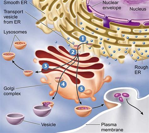 Animal Cell Rough Er Function / Information About The Smooth Endoplasmic Reticulum And Its ...