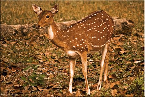 Spotted Deer