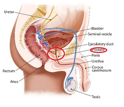 Nsg Q Ch Anus Rectum Prostate Flashcards Quizlet