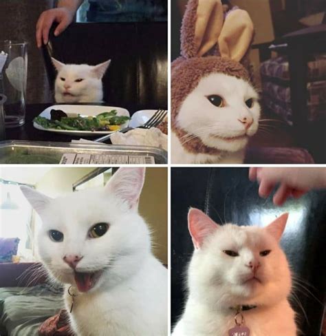 Cat At Dinner Table Meme