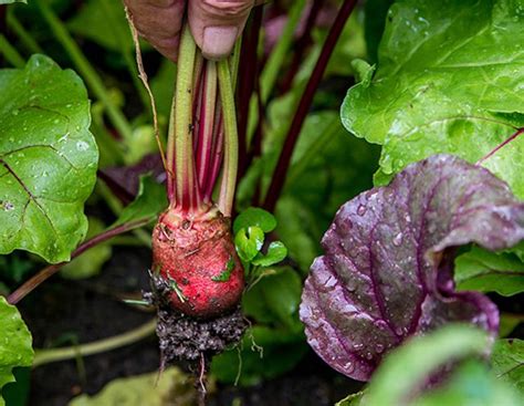 How To Grow Beets