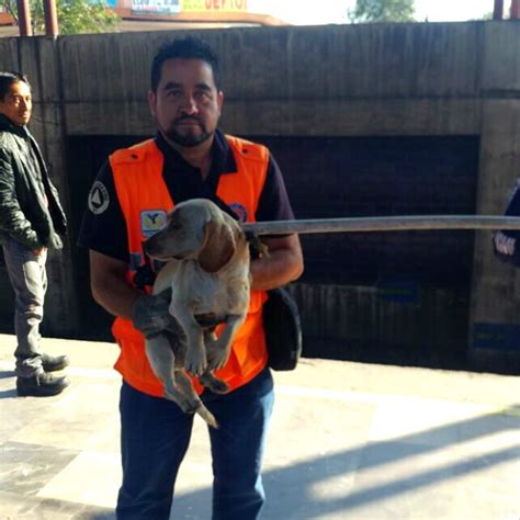 MetroCDMX on Twitter Esta mañana personal de Protección Civil