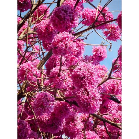 Ipê roxo Handroanthus heptaphyllus Mart Mattos