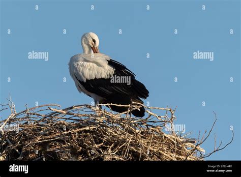 European White Stork Ciconia Ciconia Is The Symbol Of Bird Migration