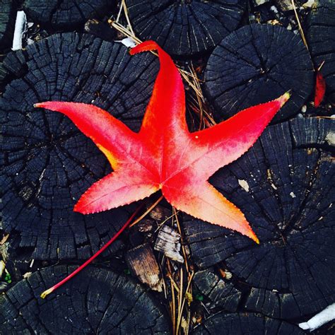 Fotos gratis flor rojo color otoño botánica flora temporada