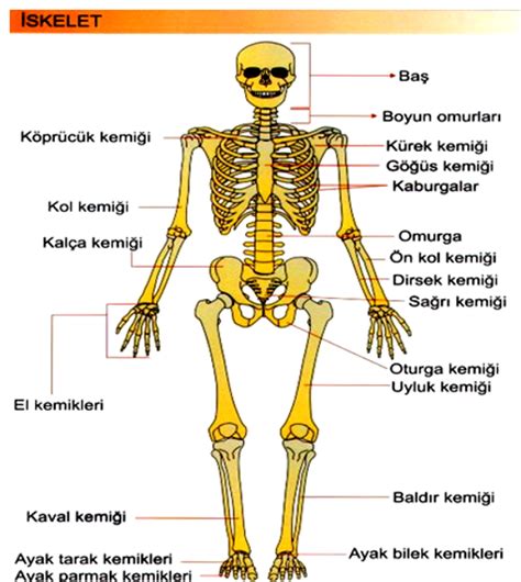 Sinif N Te Destek Ve Hareket S Stem Fenus B L M