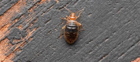 Mites Versus Bed Bugs Identification Guide ABC Blog