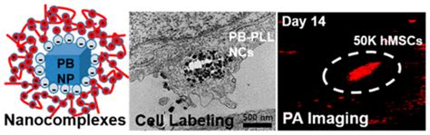 Photoacoustic Imaging Of Human Mesenchymal Stem Cells Labeled With