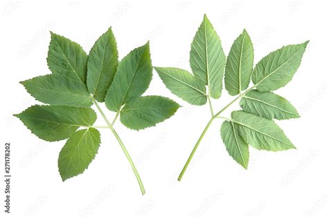 Edible Plant Ground Elder Aegopodium Podagraria Isolated On White