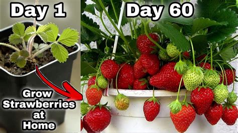 Easy 3 Methods Grow Strawberries At Home How To Grow Strawberry Plant From Seeds Youtube