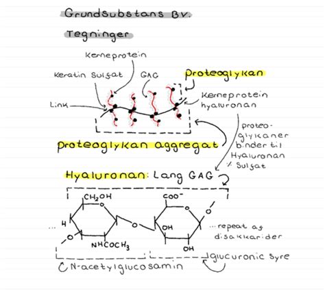 Histologi Begreber Eksamen Flashcards Quizlet