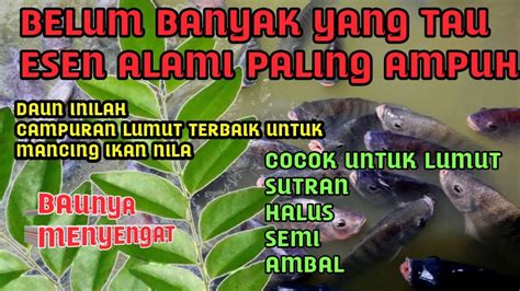 Campuran Lumut Alami Paling Jitu Untuk Mancing Ikan Nila YouTube