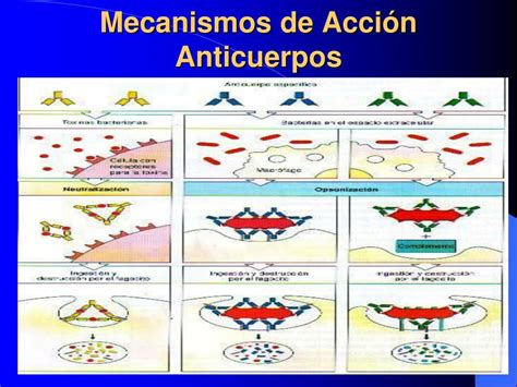 Ppt Mecanismos Efectores De La Respuesta Inmune Powerpoint