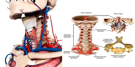 Строение Шеи Человека Фото С Описанием Telegraph