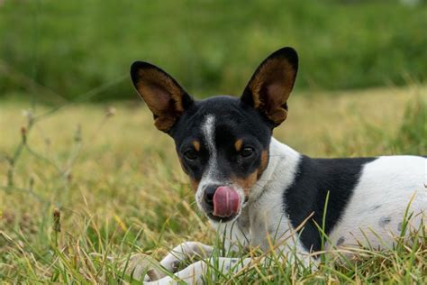 ¿por Qué Los Perros Se Lamen Los Genitales Wakyma