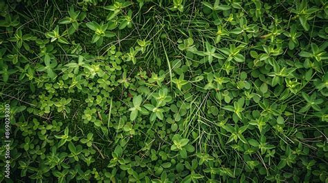 Green Grass Field Plants And Weeds Top View Simple Natural Background Texture Grassy Ground